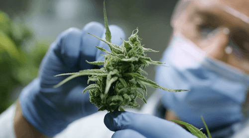 Replacing Opioids With A Cannabis Compound That Has No High And No Addiction