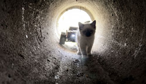 R2D2 Robot Rescues Kitten Stuck In A Drain