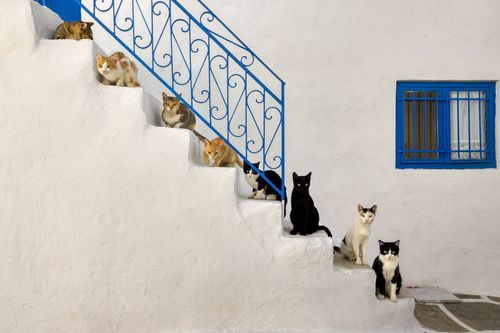 Police Bust A Cat Theft Ring