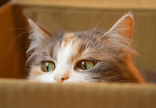 Your Cat May Be The Secret Weapon Against Breast Cancer