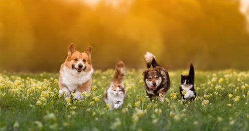 The Happiest Families Are Linked To One Animal