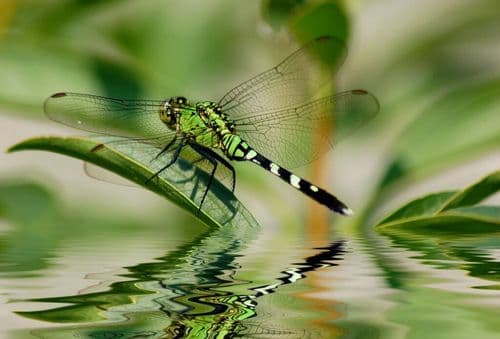 Dragonflies Can See A Color Humans Cannot And It Could Change How Doctors Treat Disease