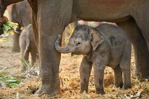 The National Zoo's Baby Elephant Made Her Public Debut On Earth Day