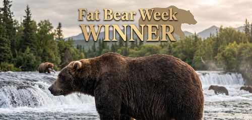 Alaska's Fat Bear Week Has A New Champion