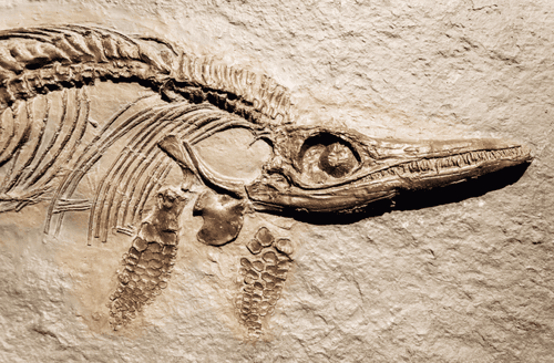 The Ancient Smiling Fossil That Has The Internet Delighted