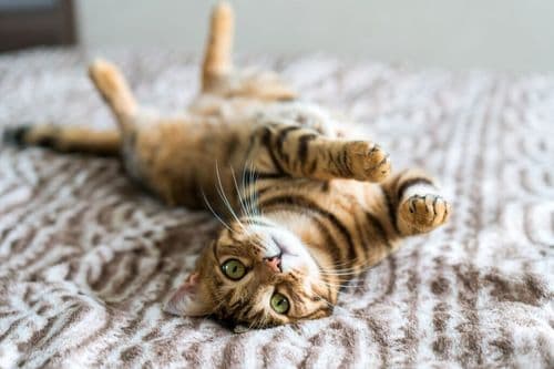 A Cat Disappeared In 2022 And Was Just Found Exactly Two Streets From Home