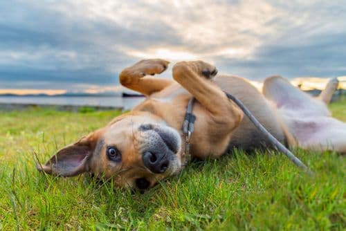The Oldest Dog On Record Just Got Even Older