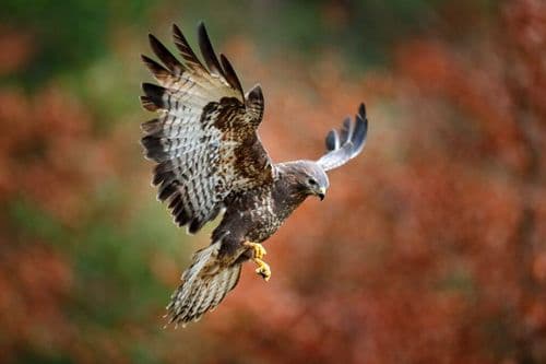 She Beat Cancer And Then Adopted A Hawk