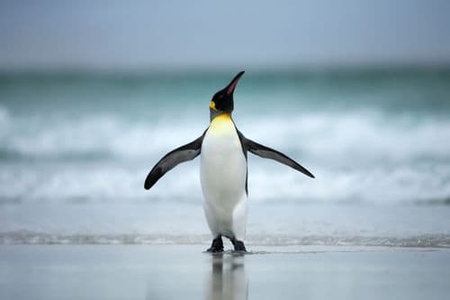 The Worlds Oldest Penguin Just Turned 38 And Her Birthday Cake Was Exactly What You Would Hope