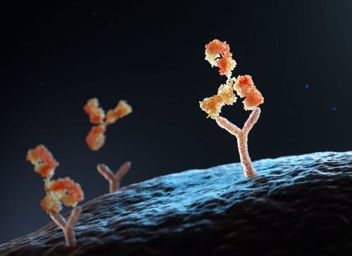 Scientists Just Discovered A Protein That Has Been Silently Aging Your Immune System And They Found How To Stop It