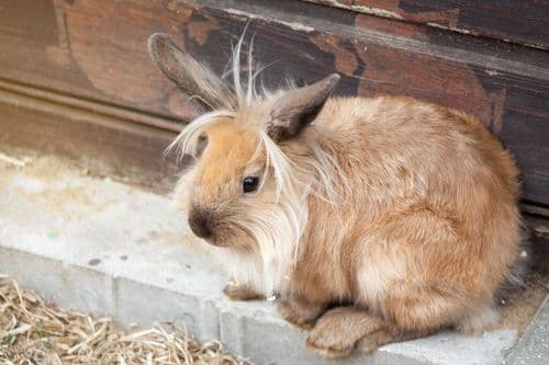The Worlds Oldest Living Rabbit Is 15 Years Old With The Biggest Personality