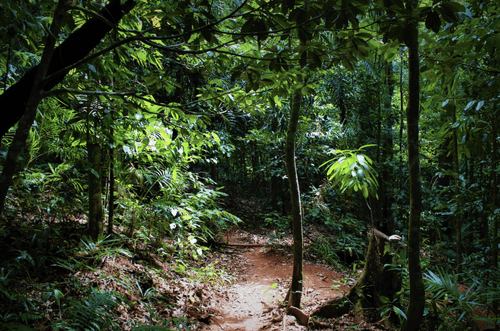 A Court Saved Americas Largest Rainforest From Logging