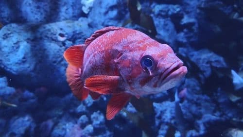 Fish Communication Finally Understood By Humans