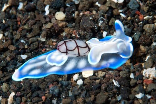 A Sea Slug Study Just Changed What We Know About How To Actually Make Memory Stick