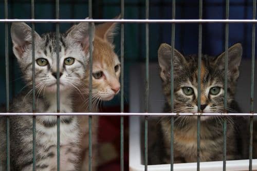 Animal Shelters Just Saved 34,000 More Pets Than Last Year And It Is The Best News In Years