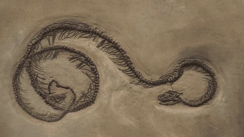 Scientists Just Found Four Ancient Snakes Curled Together And It Rewrites History
