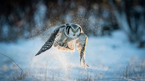 40 Species Including Cheetahs And Snowy Owls Just Got Global Protection