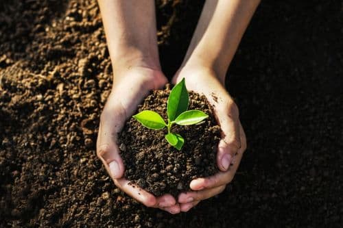 Happy National Arbor Day! The 154-Year-Old Holiday That Asks You To Plant Just One Tree