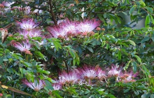 An iPhone Photo Solved A 60 Year Botanical Mystery
