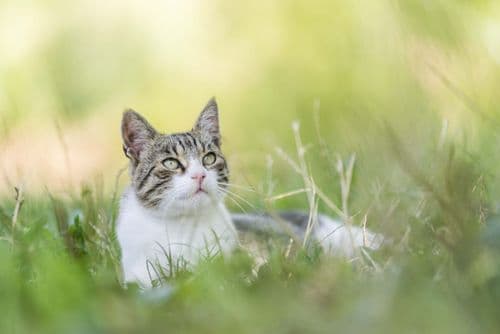Larry The Cat Proves More Stable Than British Politics