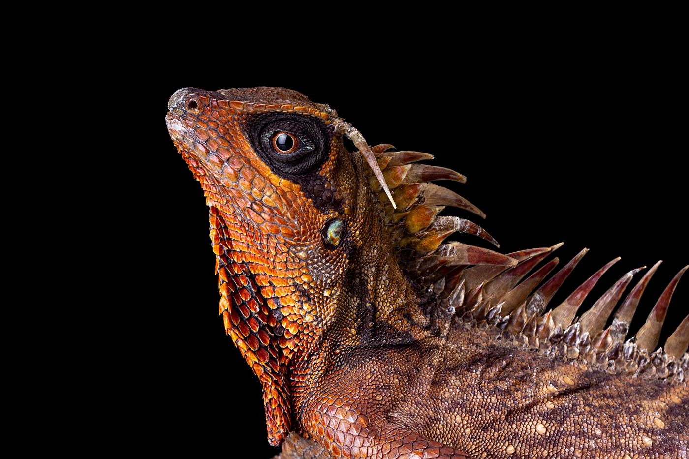 Acanthosaura syrax mountain dragon