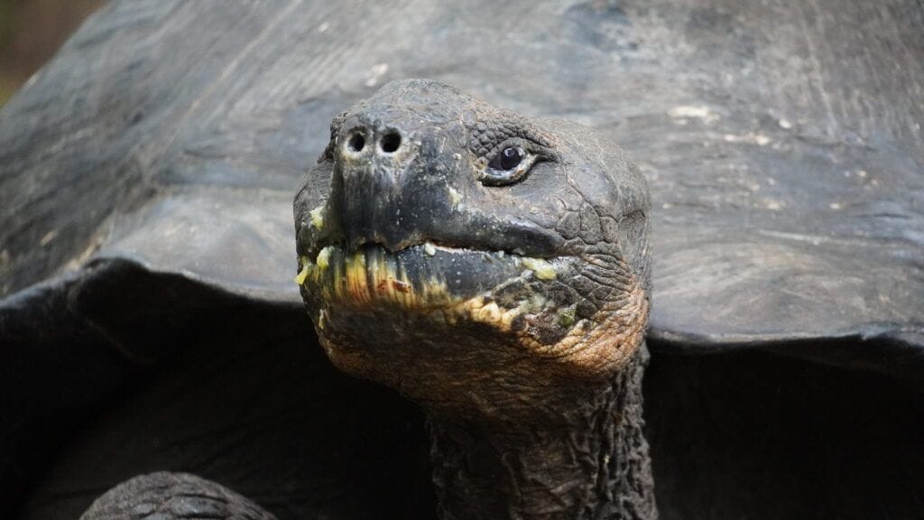Jonathan the Seychelles giant tortoise living on St Helena island who just extended his Guinness World Record to 194 years old and was named a Guinness World Records Icon