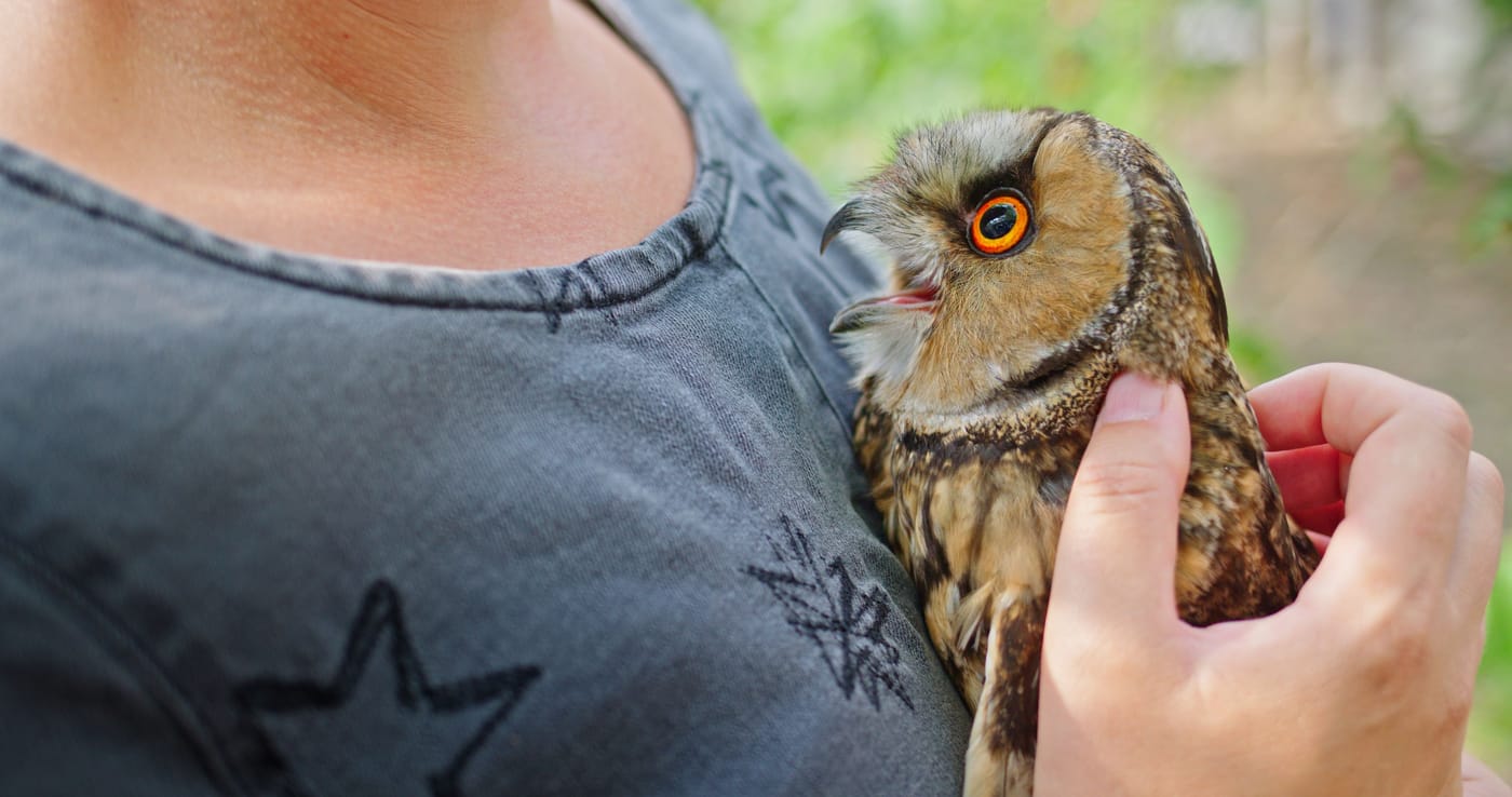 Great horned owl Casper at the Orphaned Wildlife Rehabilitation Society in Delta British Columbia