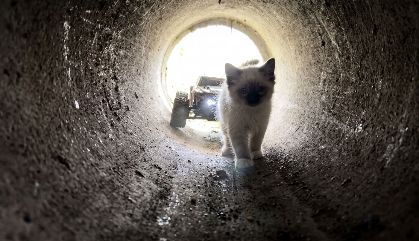 R2D2 robot kitten rescue drain West Valley City