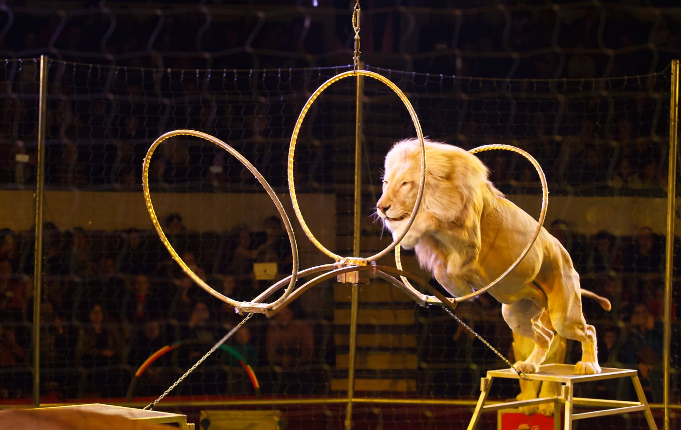 Elephant circus animal welfare ban