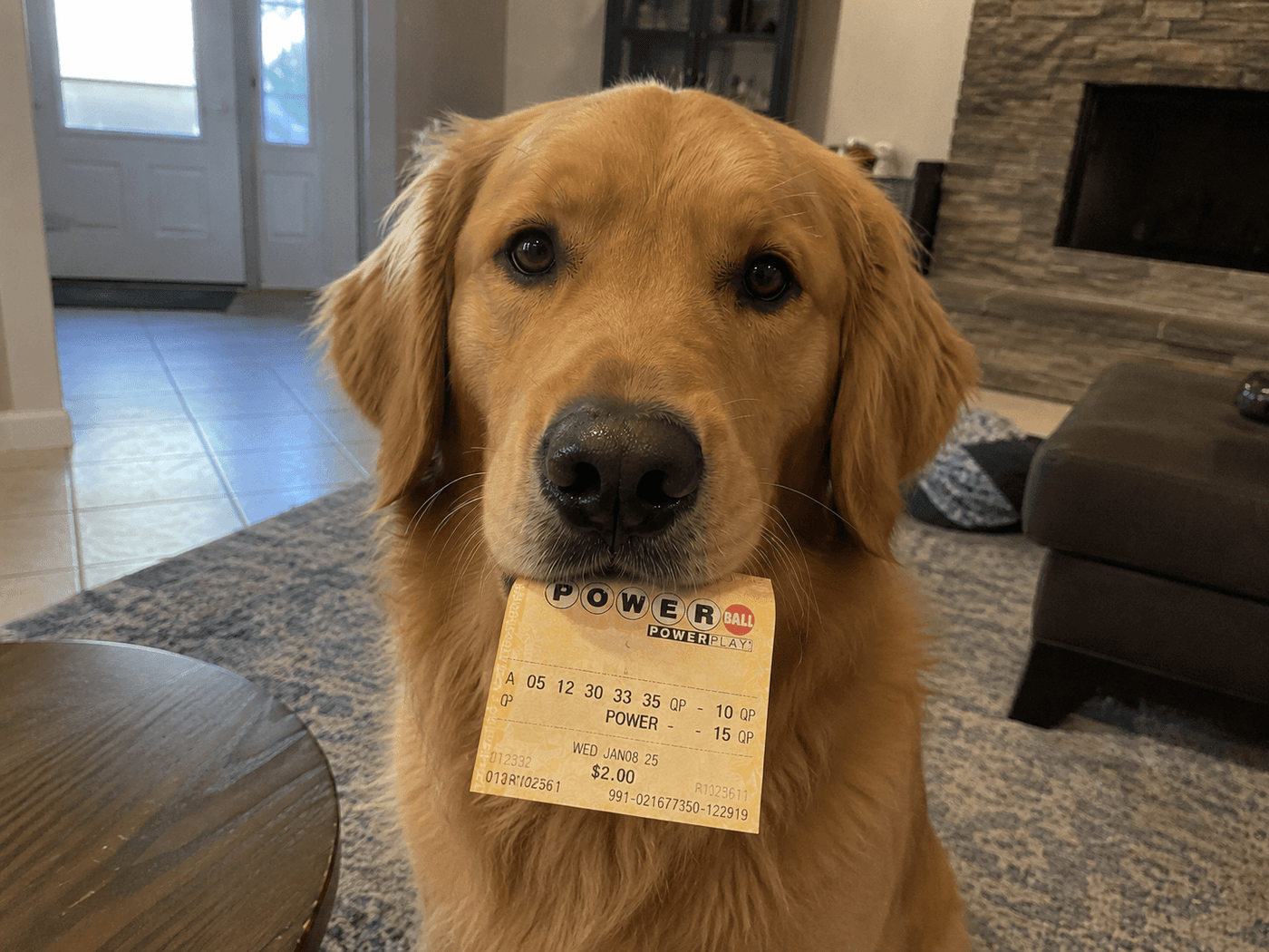 Golden retriever picks winning lottery ticket with teeth China Guangdong fortune dog viral story 2026