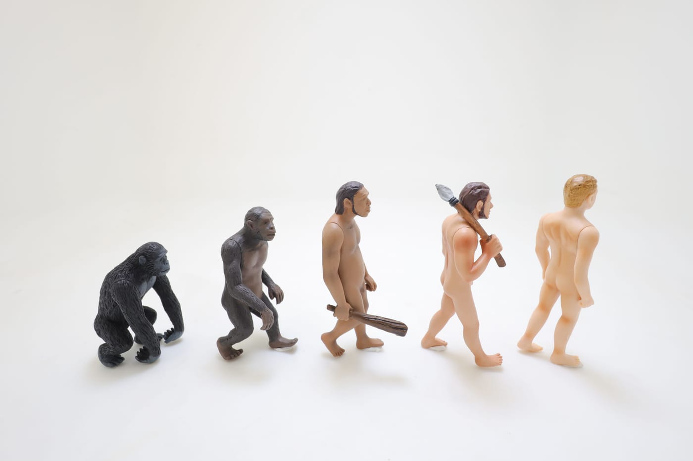 Chimpanzee knuckle walking on the ground representing the University of Chicago study on primate wrist bones and the origins of human bipedalism published in Proceedings of the Royal Society B