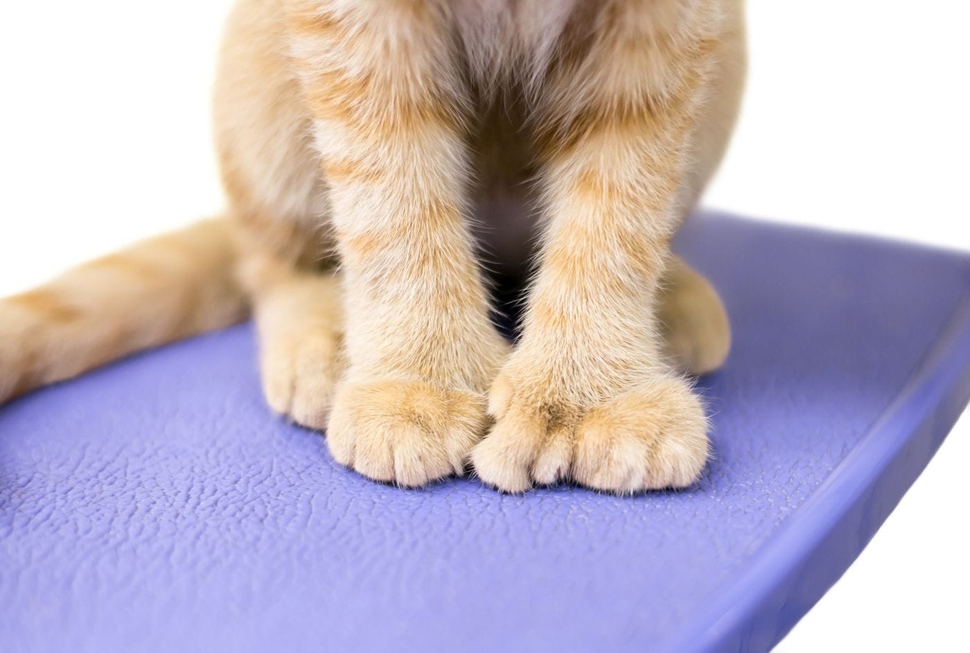 Toby Henderson a 10-month-old polydactyl cat from Lansing Michigan who tied the Guinness World Record for most toes on a cat with 28 toes