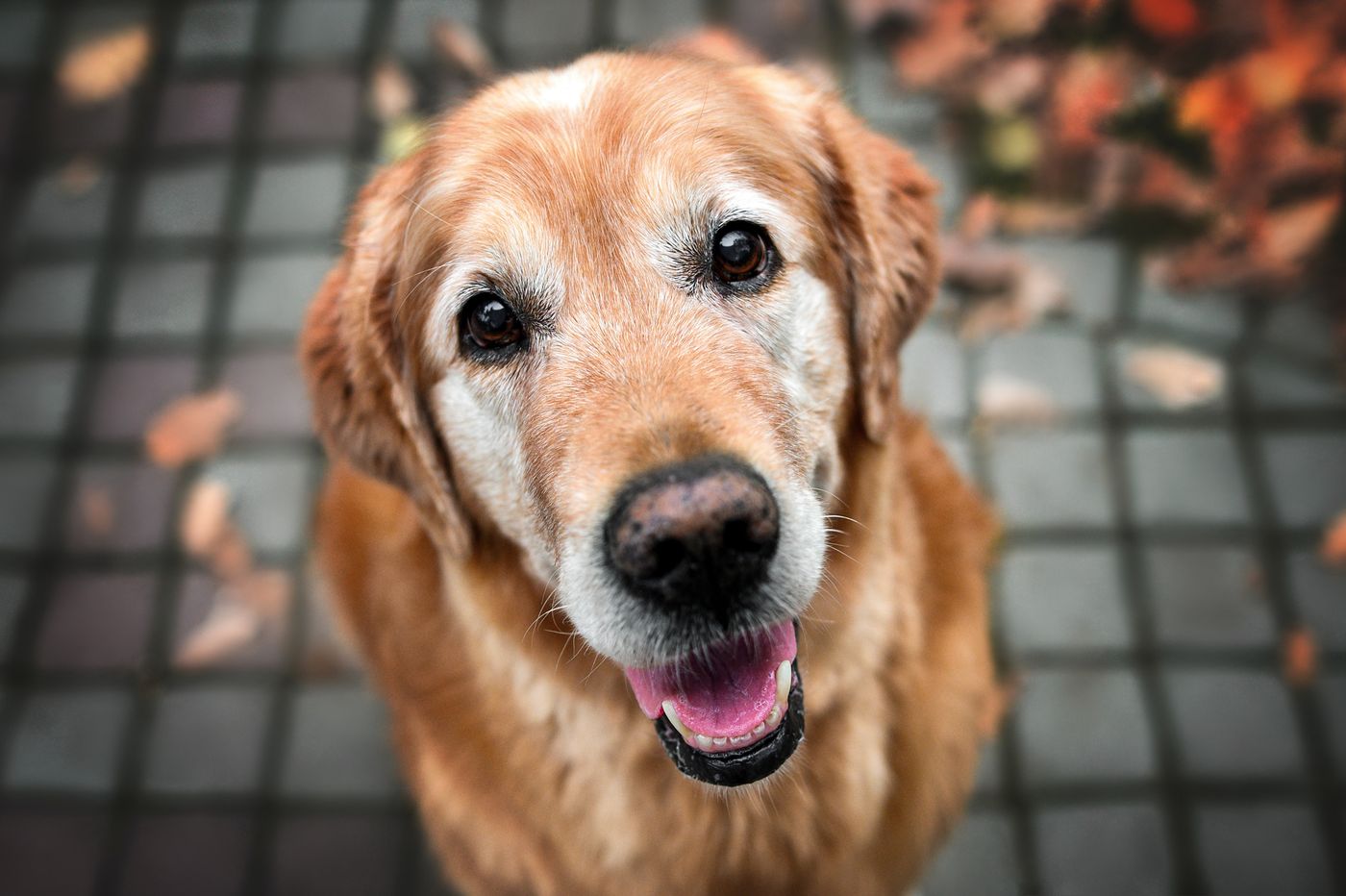 Senior dog and owner