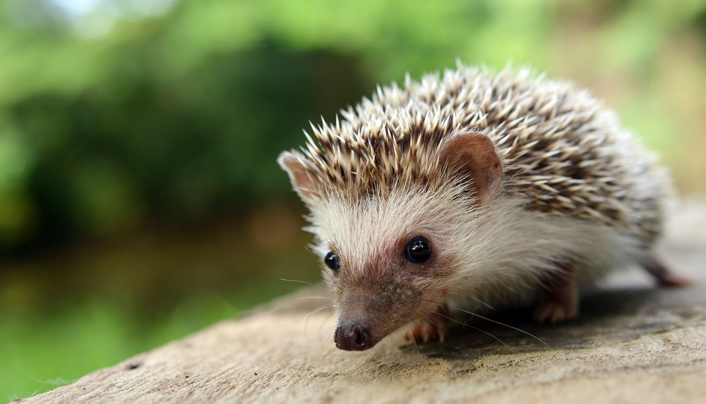 Hedgehogs eating from a bowl in a garden in Finland as part of WWF Finland's first-ever round-the-clock hedgehog conservation live stream in Luumaki