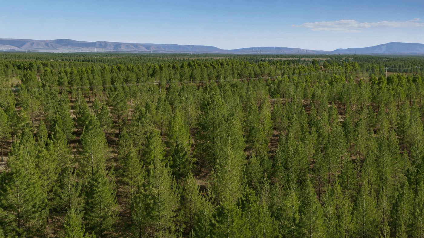 Yin Yuzhen standing in the Maowusu Sandy Land forest in Inner Mongolia China that she planted over 27 years after receiving a $5000 donation from American teacher Ronald Sakolsky in 1999