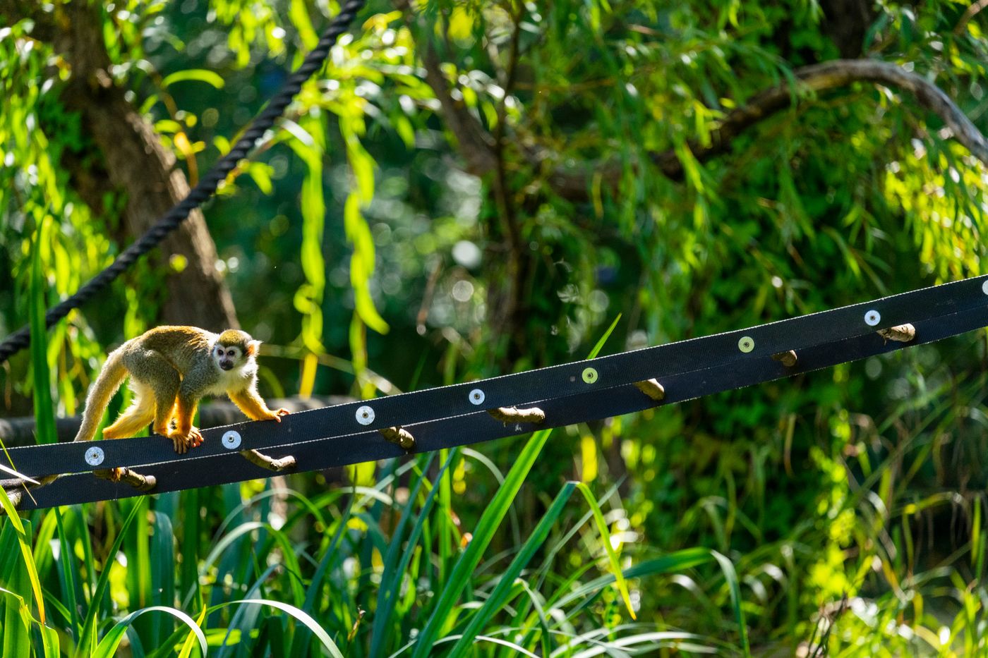 monkey bridge