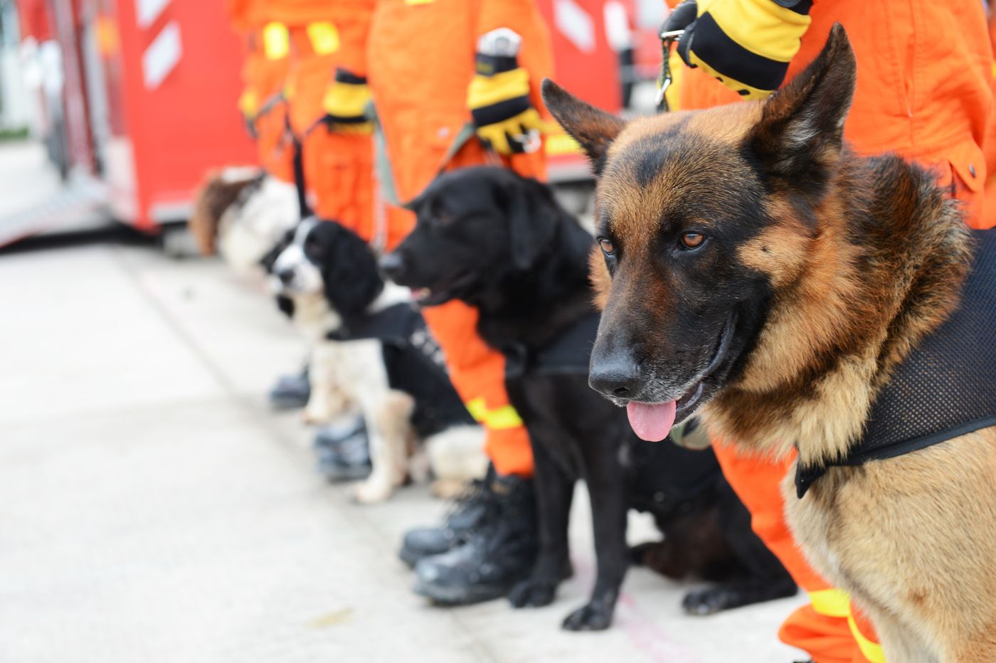 Police dogs Thin Blue Paw Awards