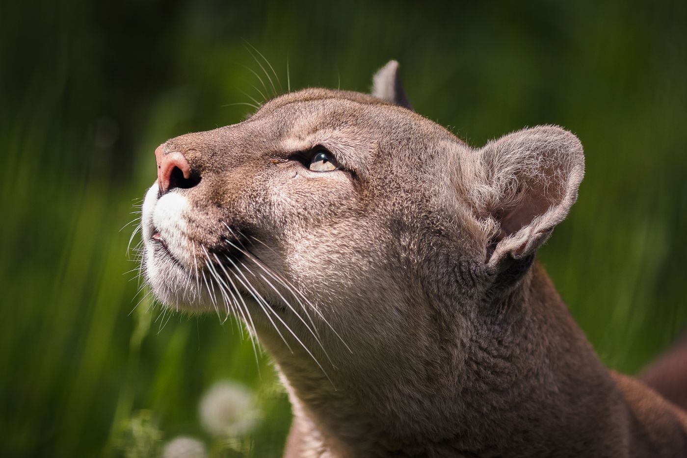 Mountain Lion Wildlife Road