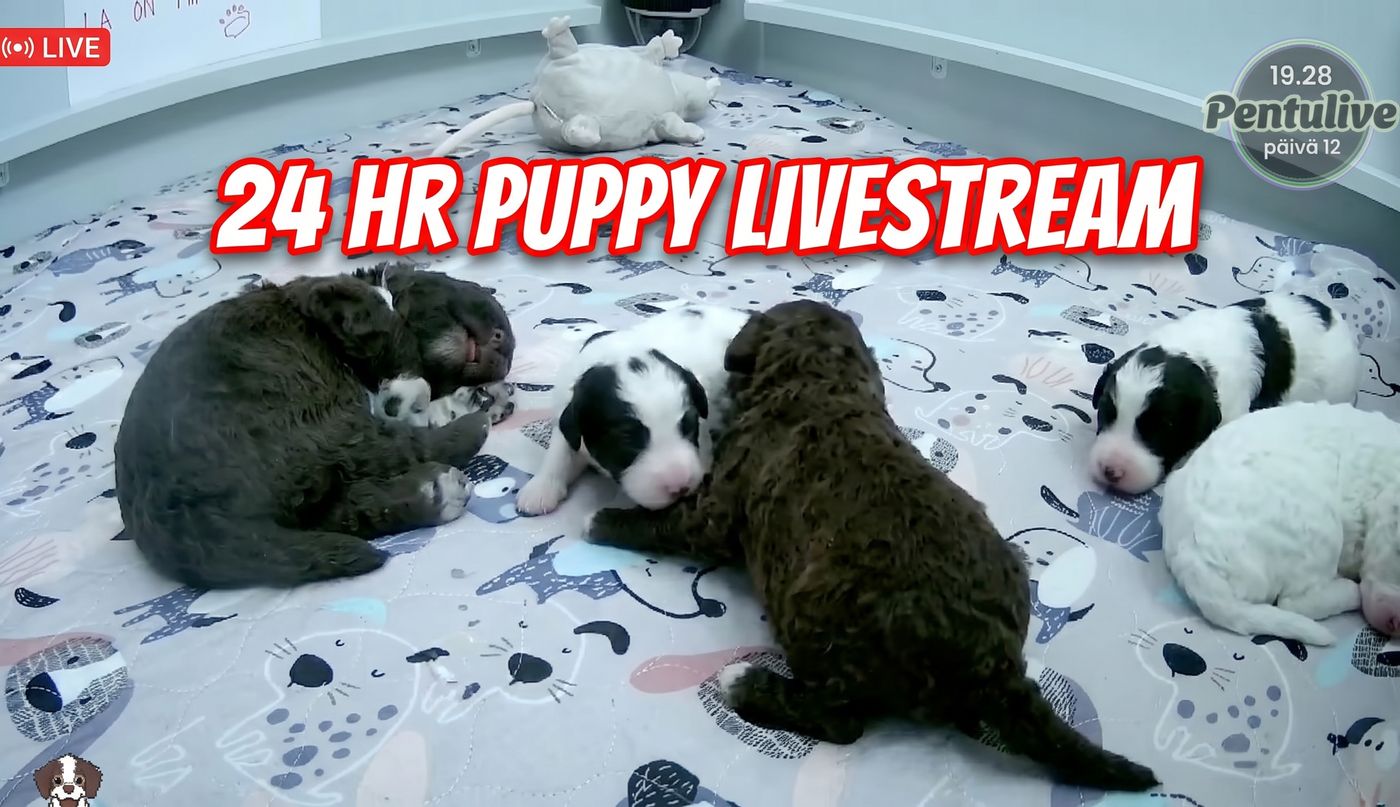 Newborn Puppies Sleeping Pile