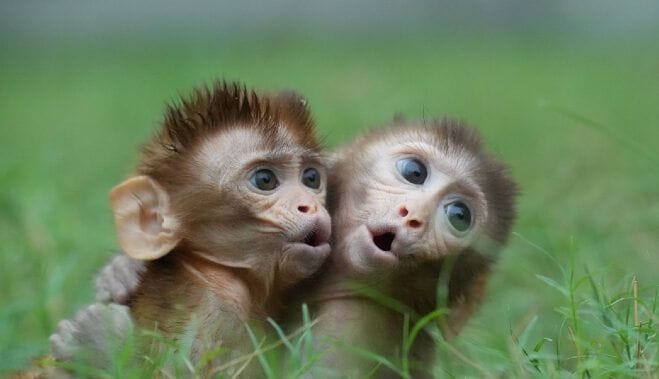 CDC Admits The Truth About Monkey Testing