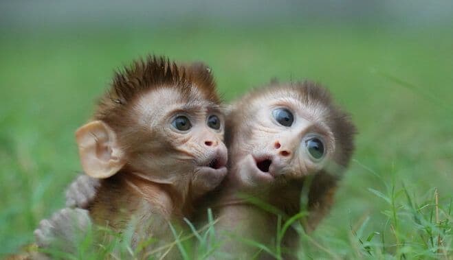 CDC Admits The Truth About Monkey Testing
