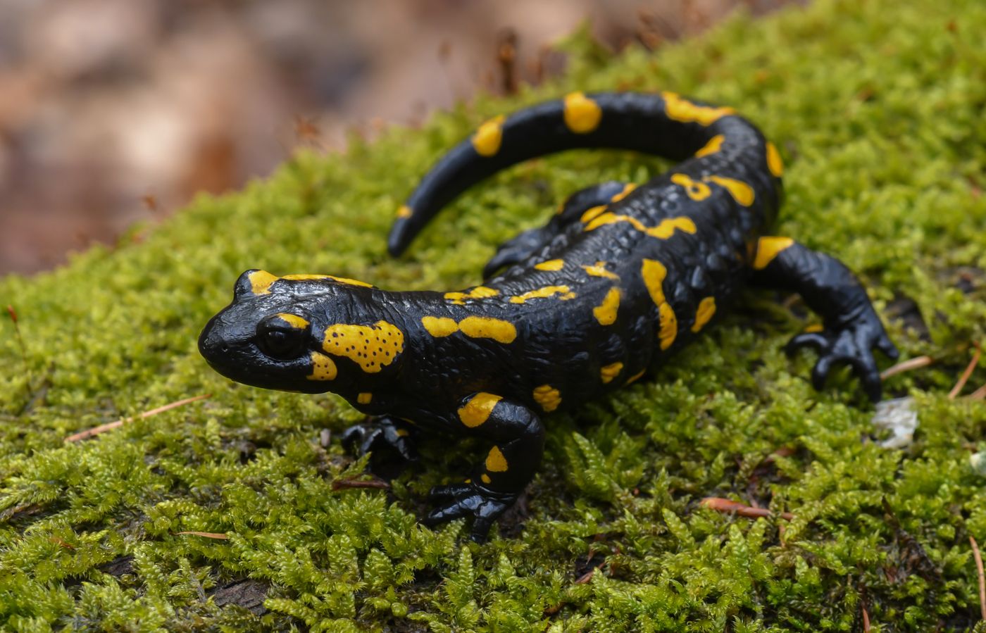 An axolotl salamander