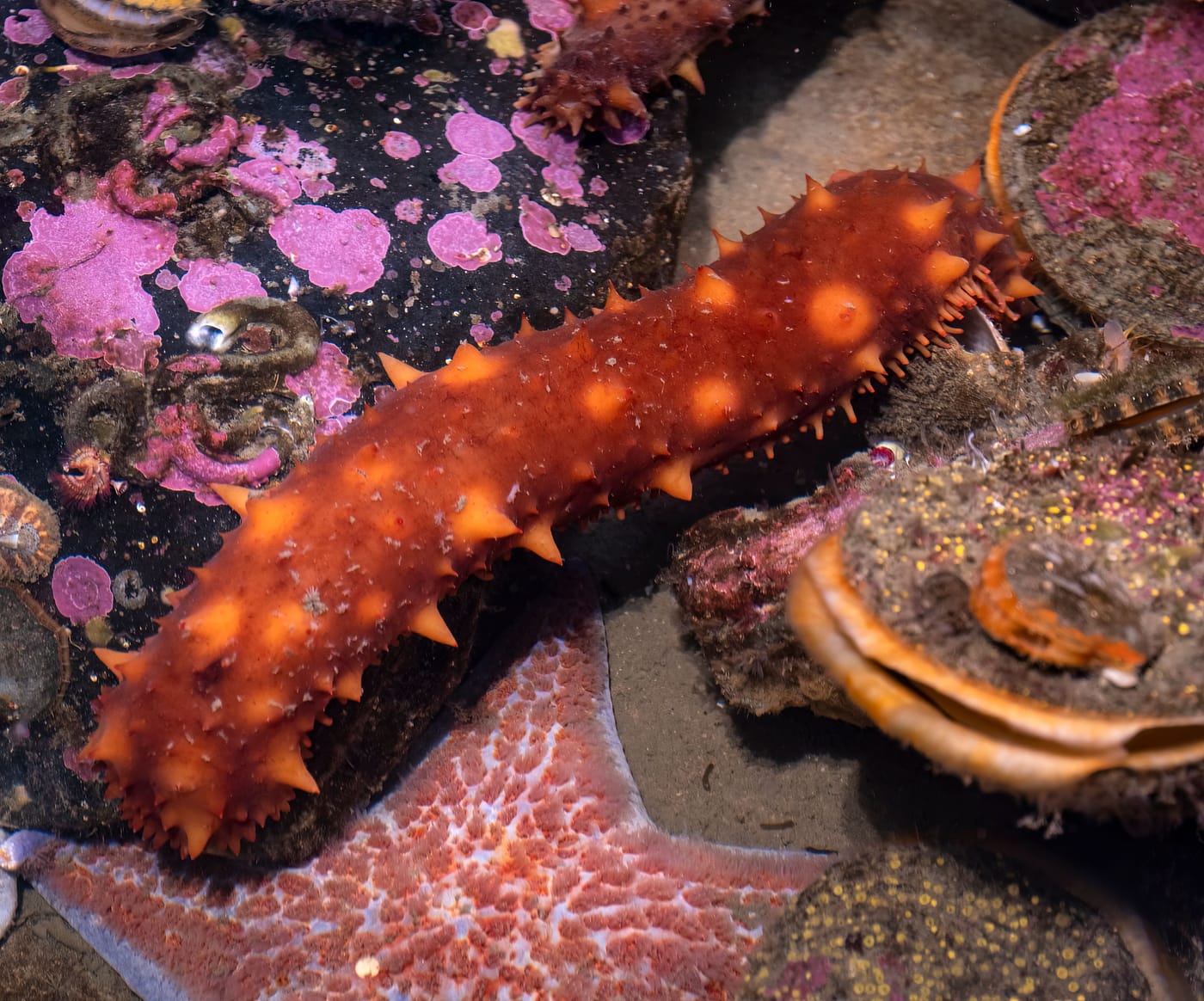 image of sea cucumber