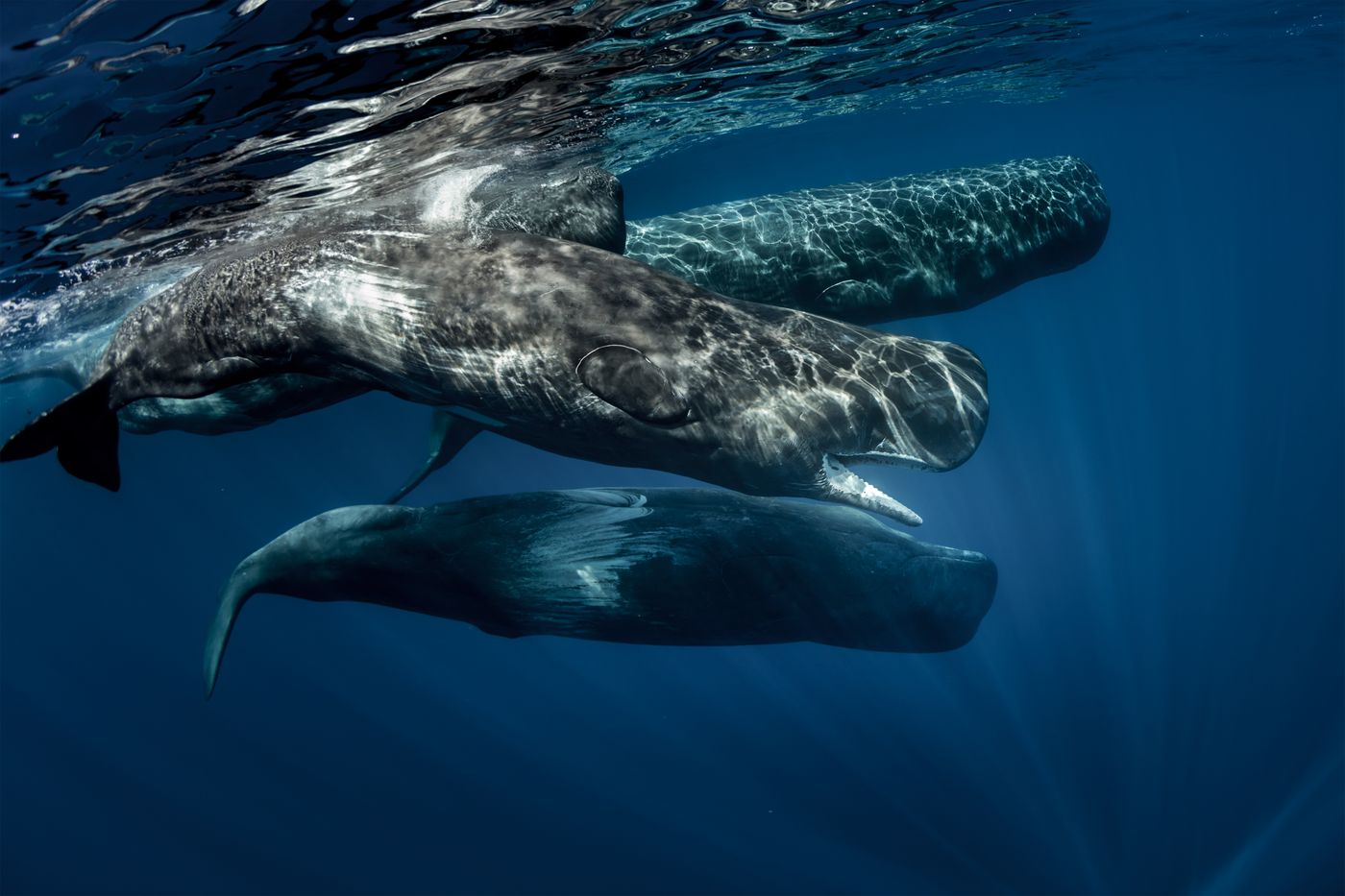 Sperm whales underwater clicking