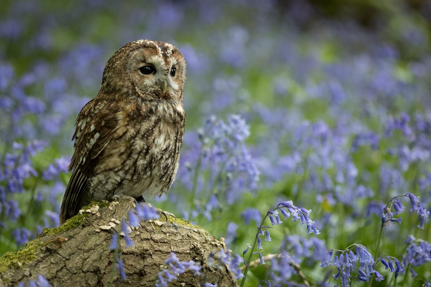 Tawny owl chick in Battersea Park London one of three hatched by a rare breeding pair in 2026 as part of the Wandsworth biodiversity survey showing over 4000 species in the borough