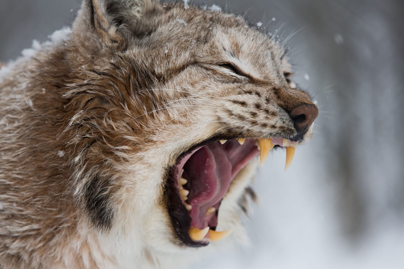 Scottish wildcat also known as the Highland Tiger captured on trail camera in the Cairngorms National Park where the Saving Wildcats project confirmed new litters for the third consecutive year in 2026
