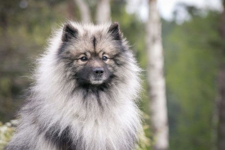 13-Year-Old Dog Just Won Westminster's Top Honor