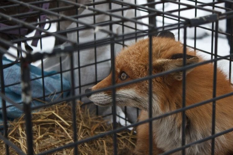 Norway Officially Ends Fur Farming, Paving the Way for a More Ethical Future