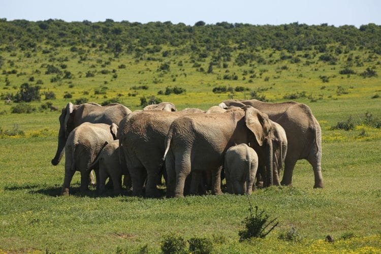 Elephants Show Remarkable Act of Protection