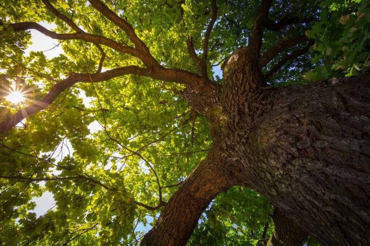 Students Invent Robot That Plants 200 Trees Per HOUR